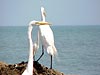 Environment Gallery - Cartagena de Indias