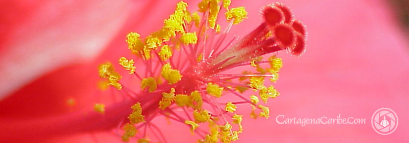 Flora of Cartagena